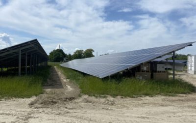 Häufig gefragt: Solarparks und Biodiversität