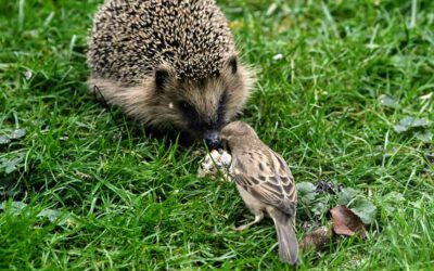 Spannende Tierwelt im Ismaninger Moos rund um den BR Sender Ismaning