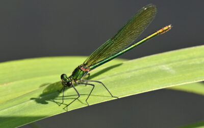 Seltene Libellen im Ismaninger Moos