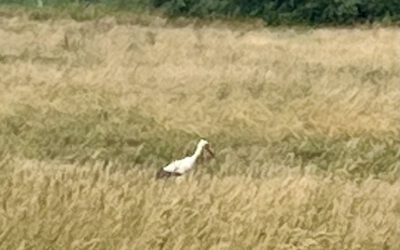Storchensichtung in der BR Wiese