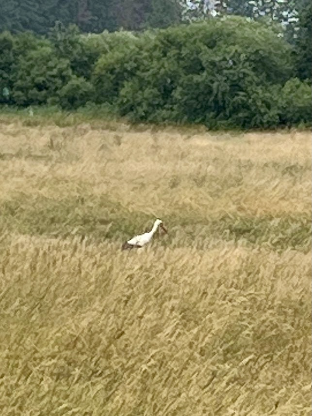 Storch, BR, Ismaning, Sender, PV Anlage