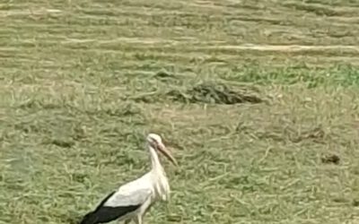 Störche rund um das Ismaninger BR Gelände