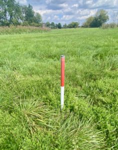 Sehr seltene weissstängelige rotblühende Stangenlilie