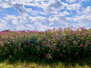 Springkraut. Das Kraut hätte vor der Samenbildung gemäht werden müssen