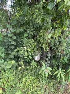 Dieses verlassene Vogelhäuschen hat Adolf Kraus im Frühjahr aufgehängt.