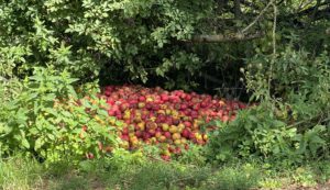 Hier liegt ein großer Haufen Fallobst. Vermutlich als Tierfutter