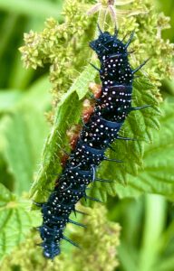 Raupe des Tagpfauenauges.