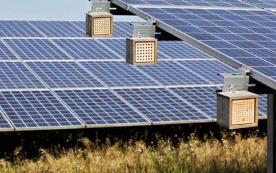 Nabu – Biodiversität in Solarparks